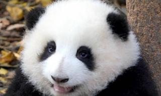 有关大熊猫的图片