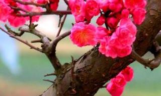 梅花三弄的弄字意思 梅花三弄是什么意思