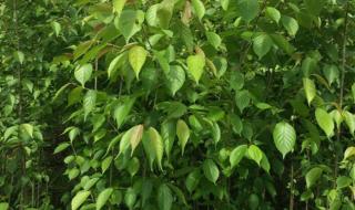 大连农科院美早大樱桃树苗多少钱一棵 樱桃苗多少钱一棵