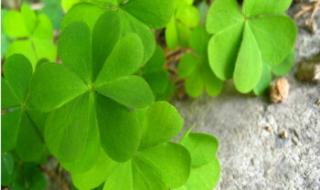 幸运草头像 幸运草头像