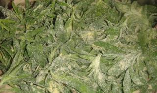 忆苦思甜菜 忆苦思甜菜