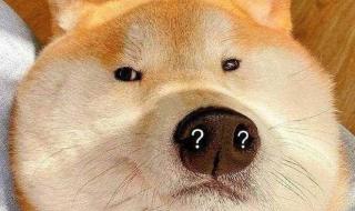 YYDS什么意思是什么梗 YYDS什么意思是什么梗