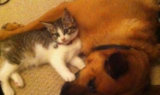 喵糖总动员怎么玩