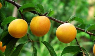 盛夏的果实伴奏前面的乐器是什么 盛夏的果实简谱