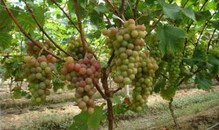 中量元素有毒吗 中量元素水溶肥