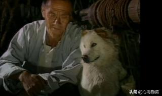 篱笆女人和狗三部曲