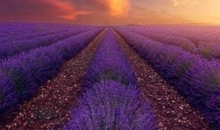 普罗旺斯熏衣草适合北方地栽吗 普罗旺斯薰衣草图片